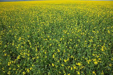 《剑星》新壁纸和截图 女主伊芙穿新服装靓丽